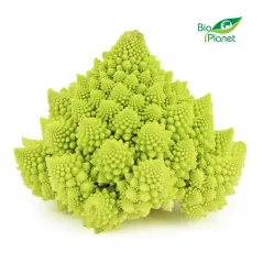 KALAFIOR ROMANESCO ŚWIEŻY BIO (POLSKA) (około 8 szt.) [ZBIORCZE]